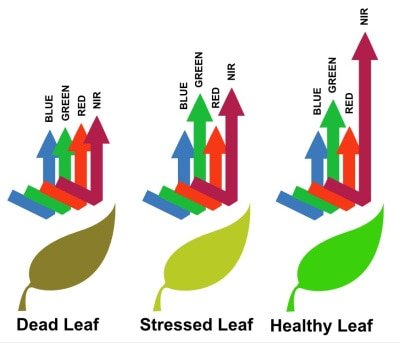 leaf reflectivity via photosynthesis