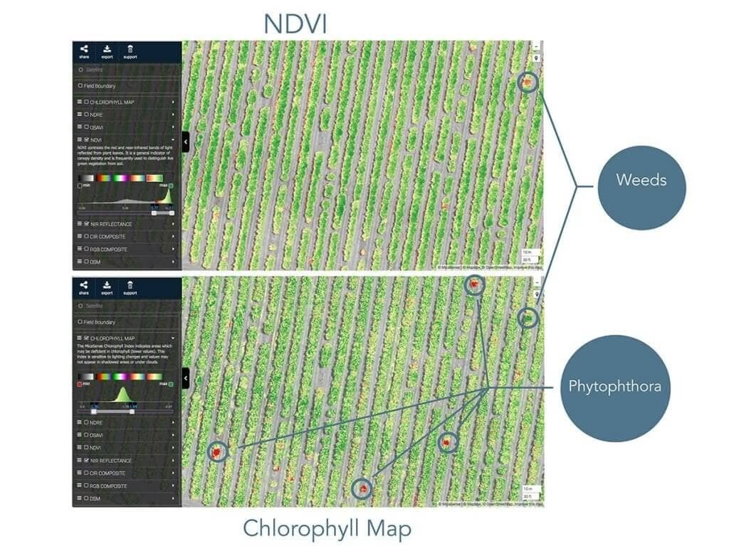 Cholorophyll map identified fungal infection missed by NDVI