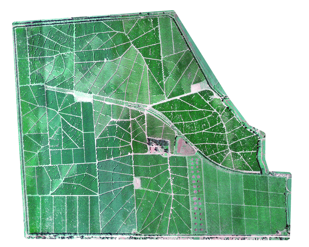 RGB image of tree plantation captured by Micasense Rededge