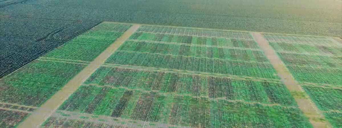 crop health mapping